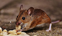 24 Hour & Emergency Exterminators in Bureau Of The Census, IN